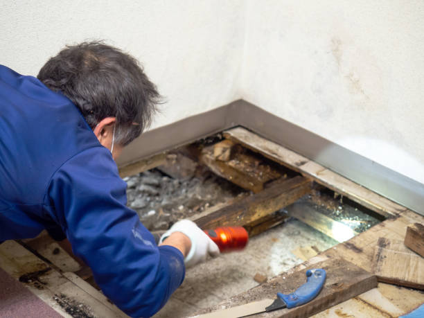 Best Black Mold Removal  in Clyde, NY