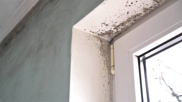 Best Residential Mold Removal  in Clyde, NY