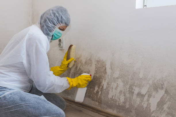 Certified Mold Removal in Clyde, NY