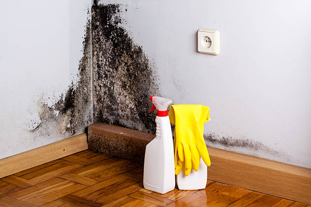 Professional Mold Removal in Clyde, NY